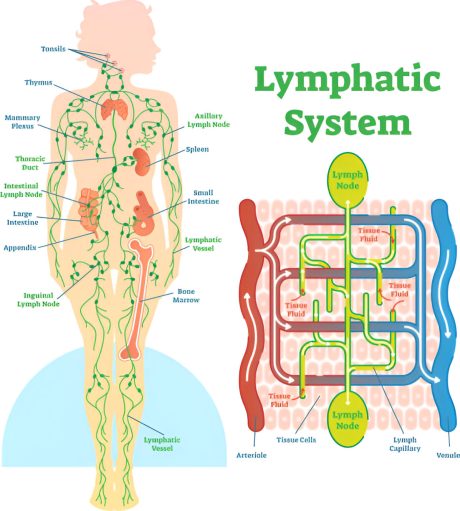 Schema detaliata a sistemului limfatic pentruintelegerea beneficiilor drenajului limfatic