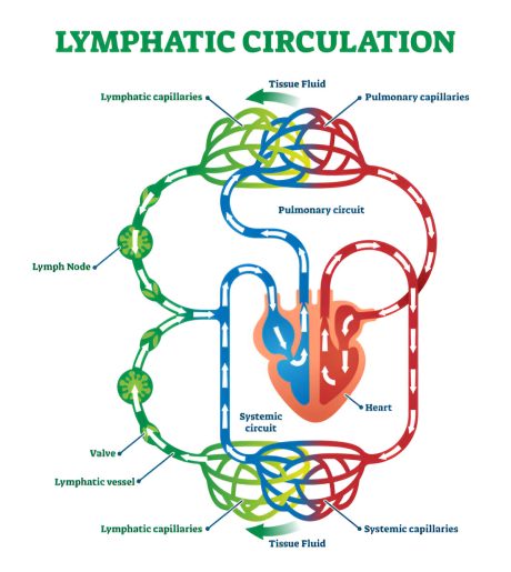 Diagrama care ilustreaza circulatia limfatica si sistemul circulator