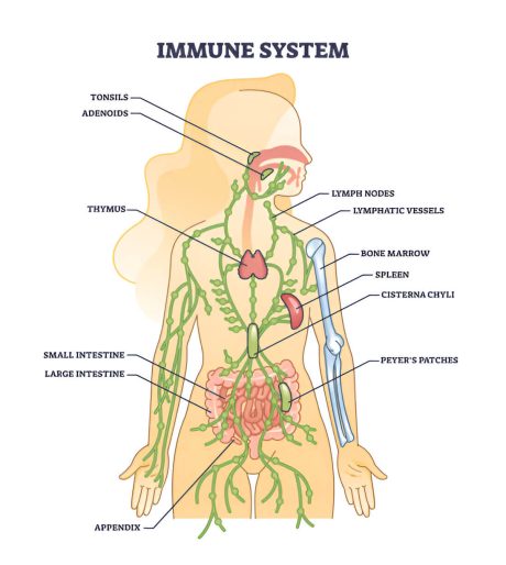 Ilustratie a sistemului limfatic uman - ganglioni limfatici, timus, splina, vase limfatice si rolul acestora in imunitate